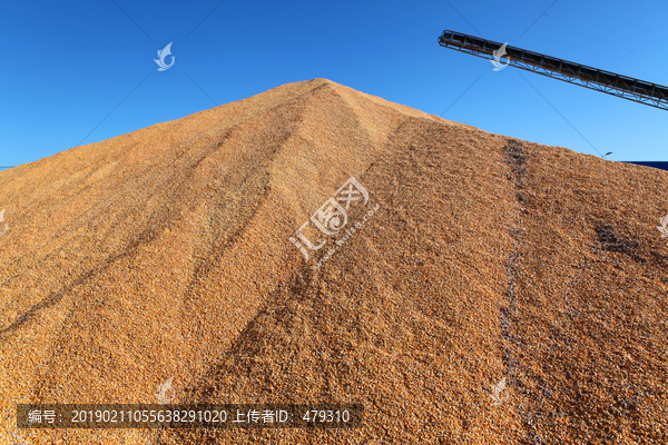 玉米粮食