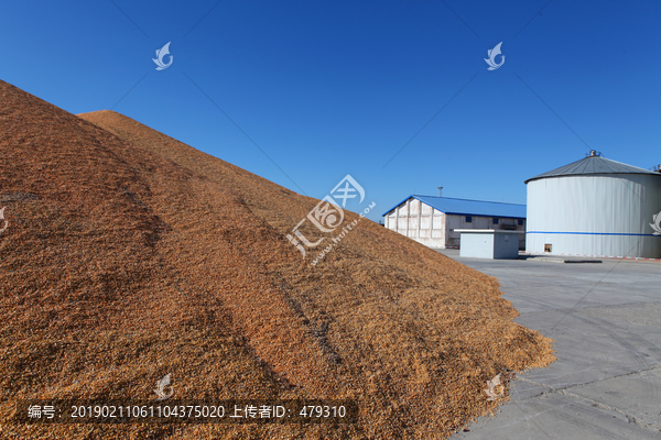玉米粮食粮仓苞米玉米堆