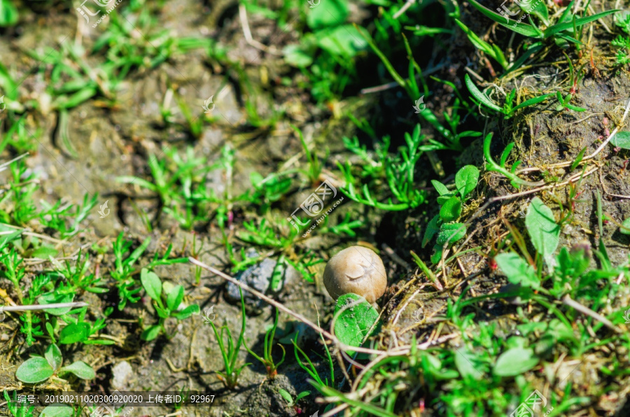 荷兰湿地公园野生蘑菇
