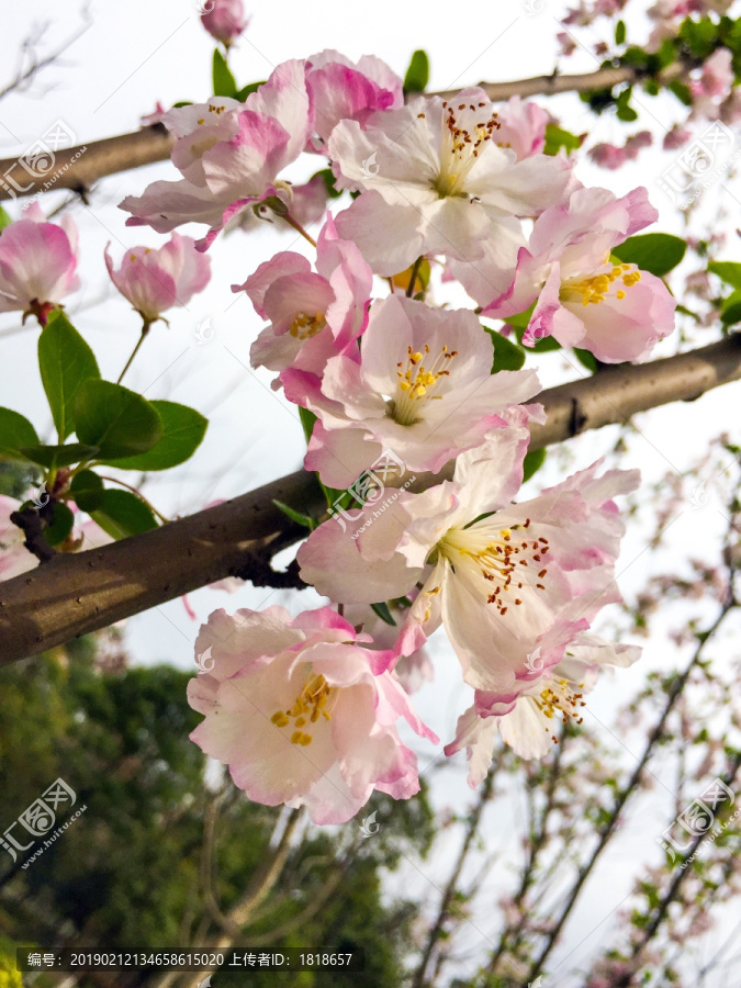 海棠花