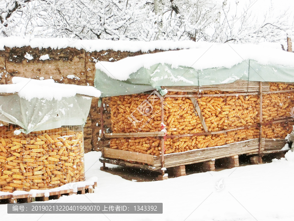 冬日玉米储存
