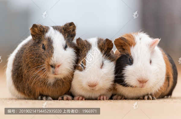 三只可爱的豚鼠