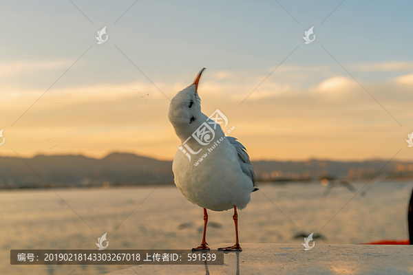 转头180度的红嘴鸥