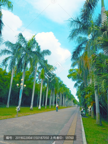 椰林道路