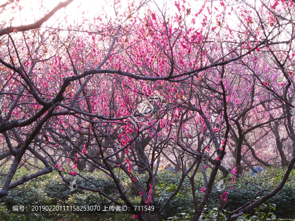 红梅花开