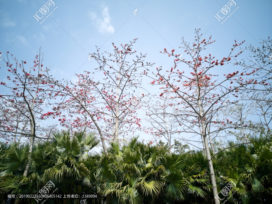 木棉花树