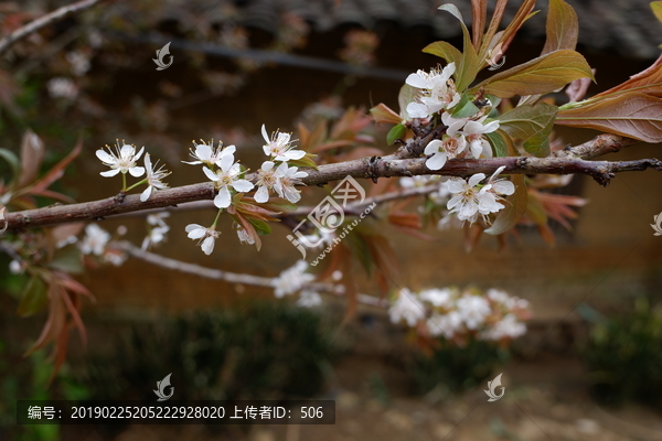 李花