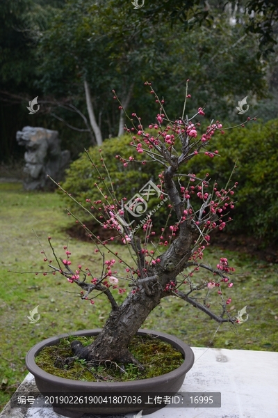 梅花盆景