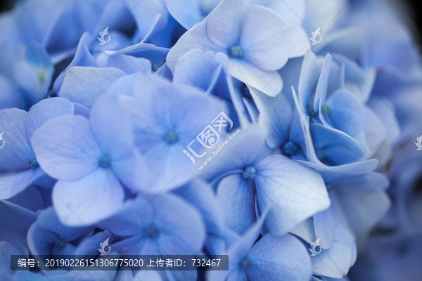 蓝色绣球花背景素材