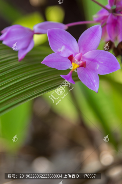 紫苞舌兰