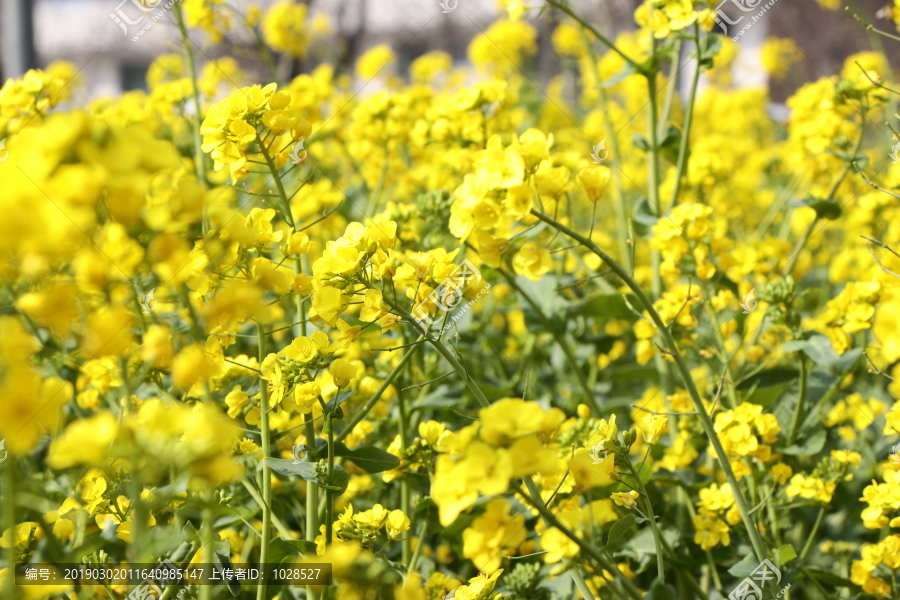 油菜花