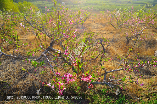 桃花山