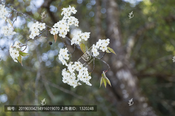 樱桃花