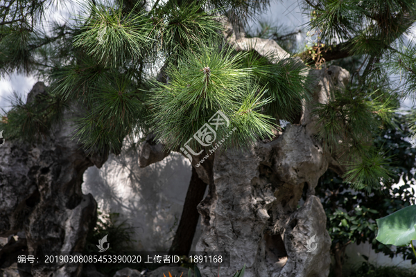 太湖石松树