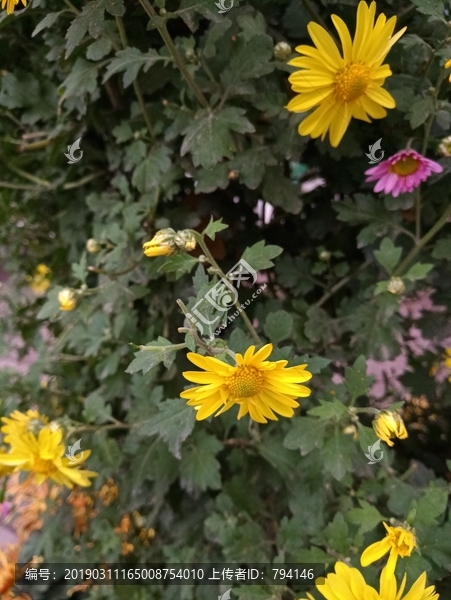 菊花