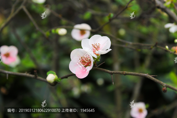 海棠花