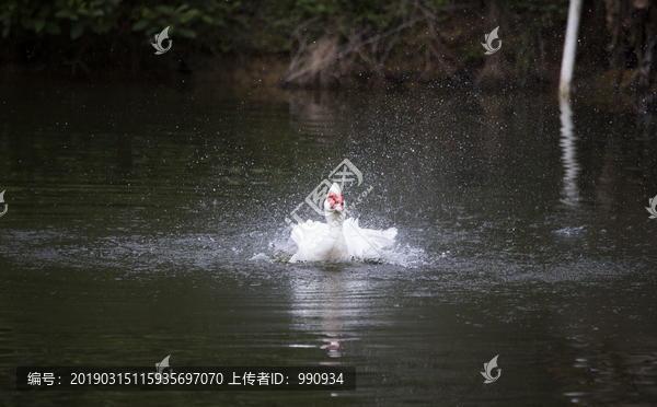 鸭