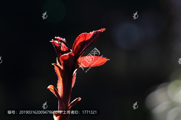 香椿芽