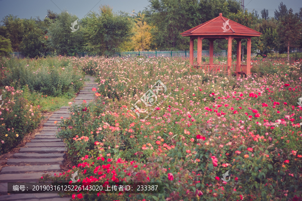 玫瑰花园