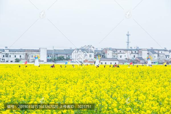 消泗油菜花