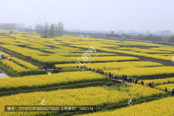 兴化千垛油菜花