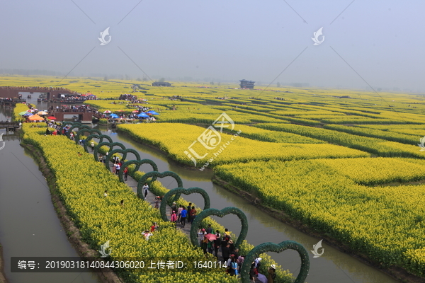 兴化千垛油菜景区