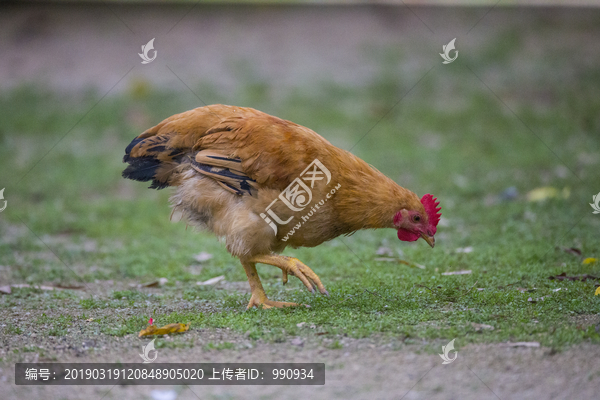 养鸡场