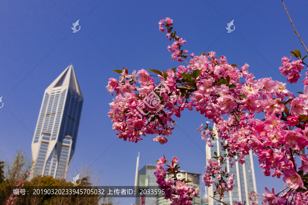 海棠花红映上海明天广场大楼