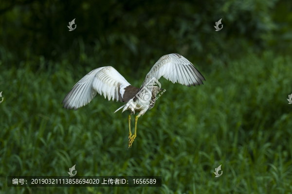 小车河鸟类苍鹭