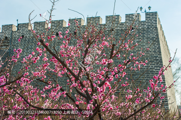北京老城墙盛开的梅花