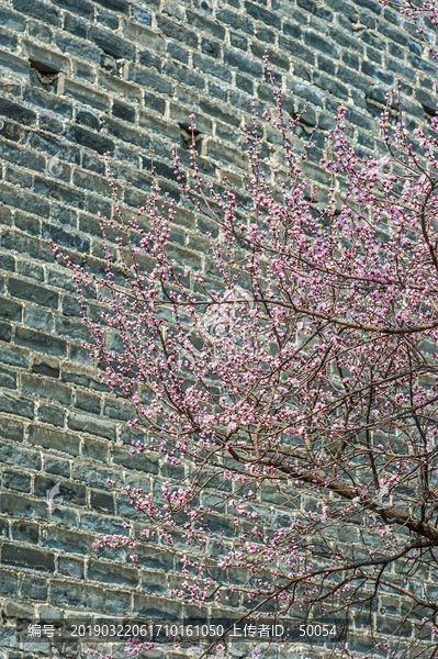 老北京古城墙春色