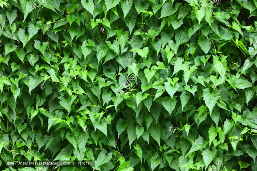 绿植墙背景