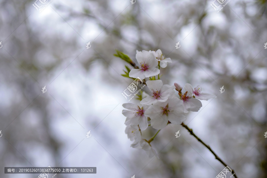 白色樱花