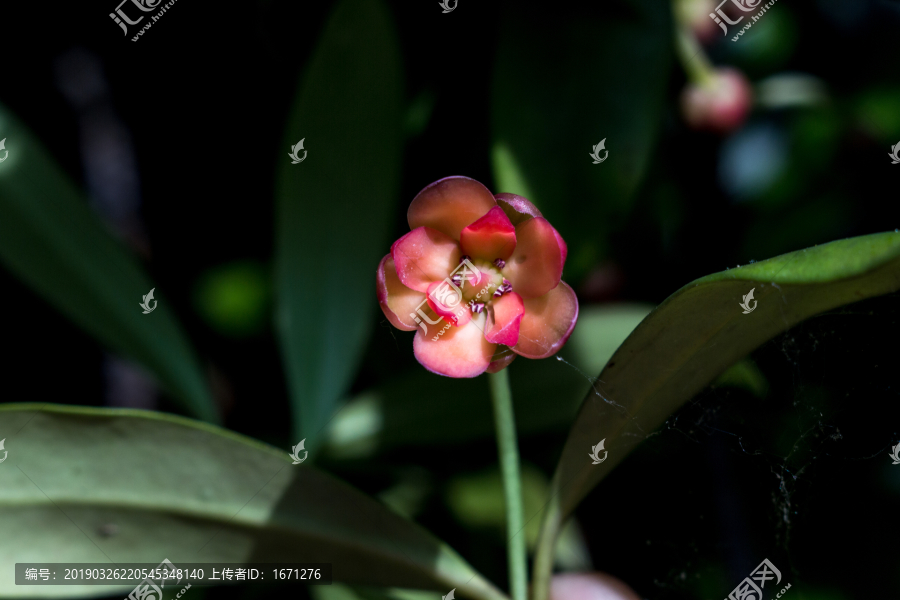 茴香花