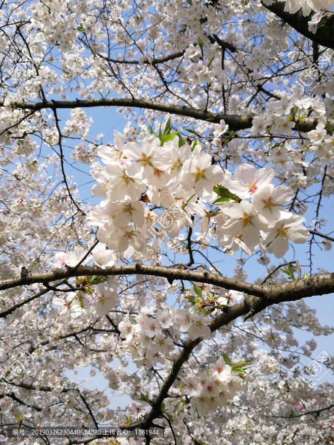 樱花