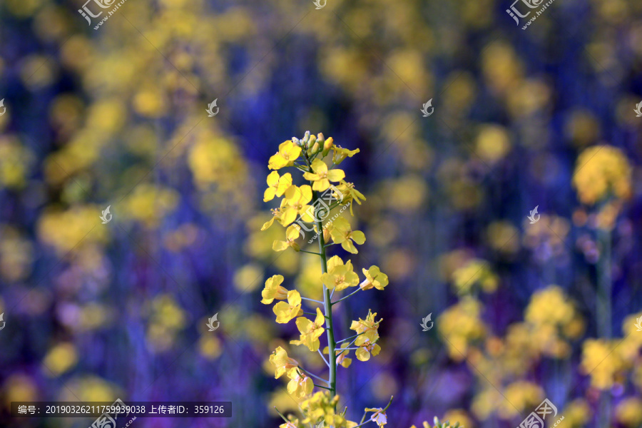 油菜花