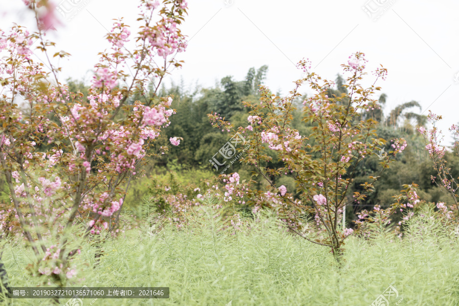 陌上樱花