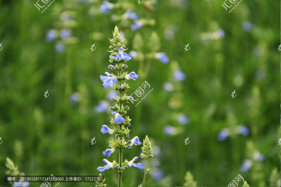 蓝花鼠尾草花