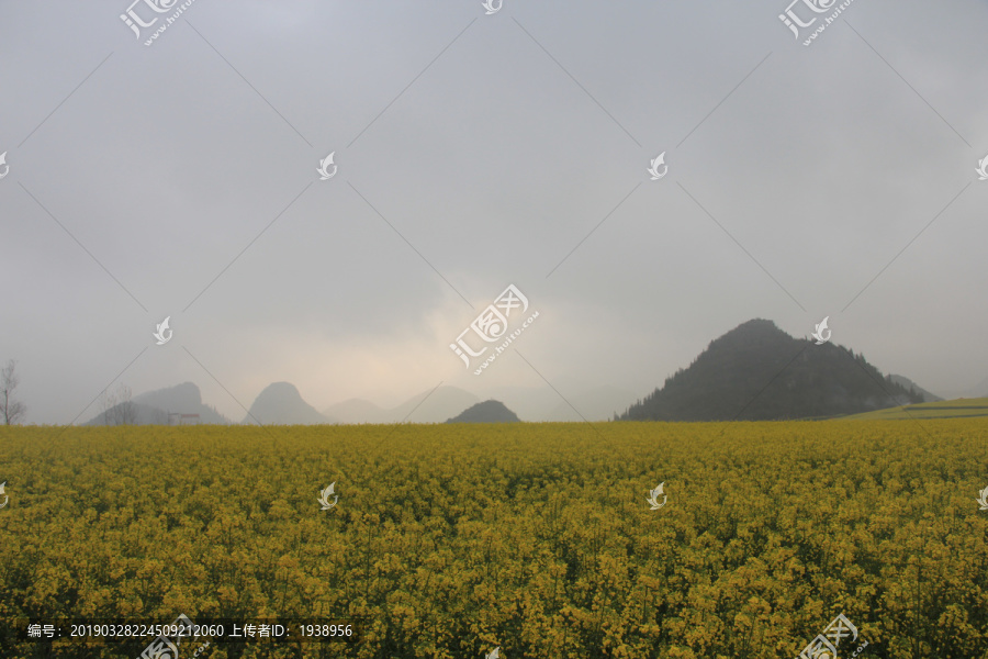 云南罗平油菜花儿