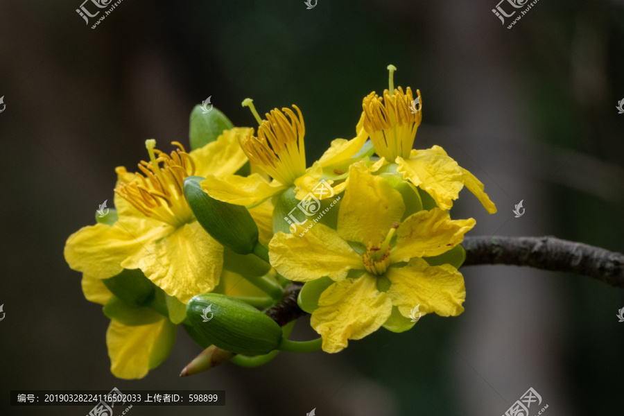 黄花金莲木