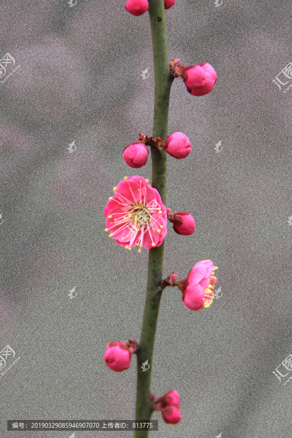 梅花花蕊