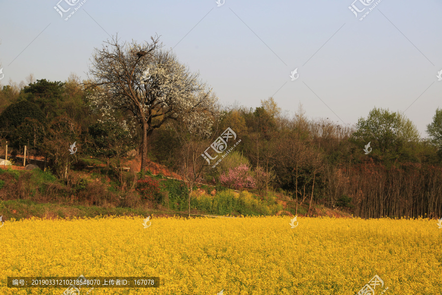 油菜花