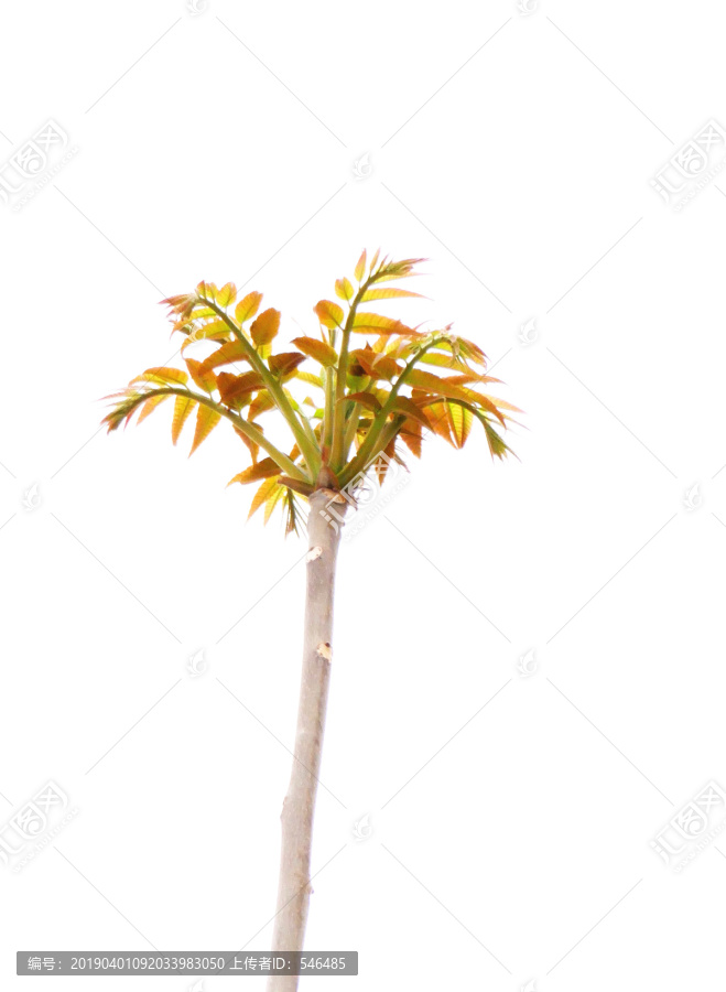 香椿树