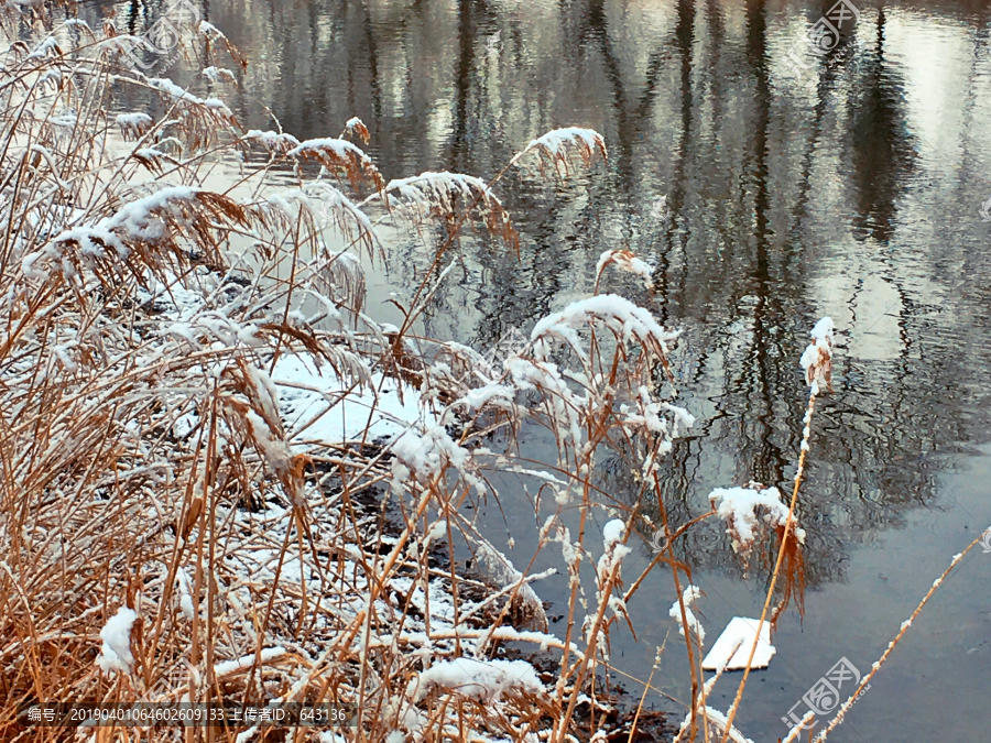 春雪芦苇小河边