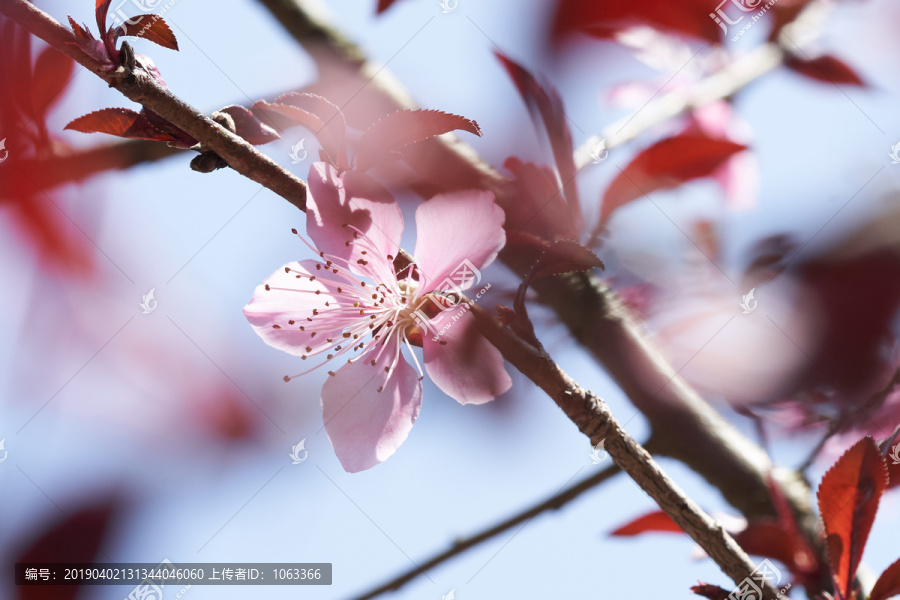 桃花