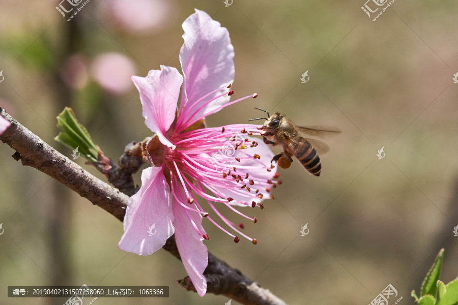 蜜蜂采蜜