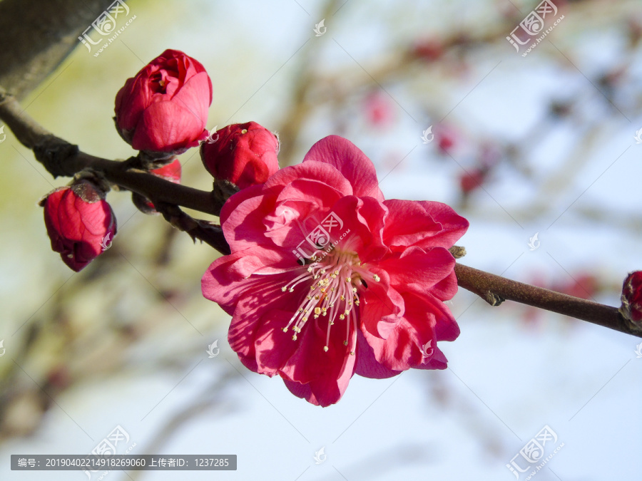 粉红色樱花盛开图片素材