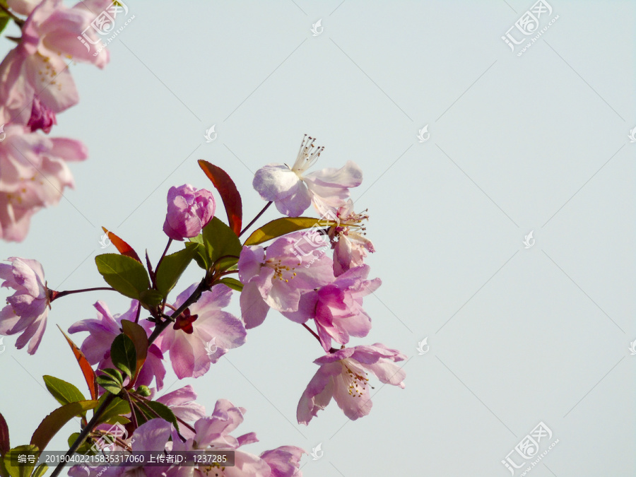 樱花高清图片