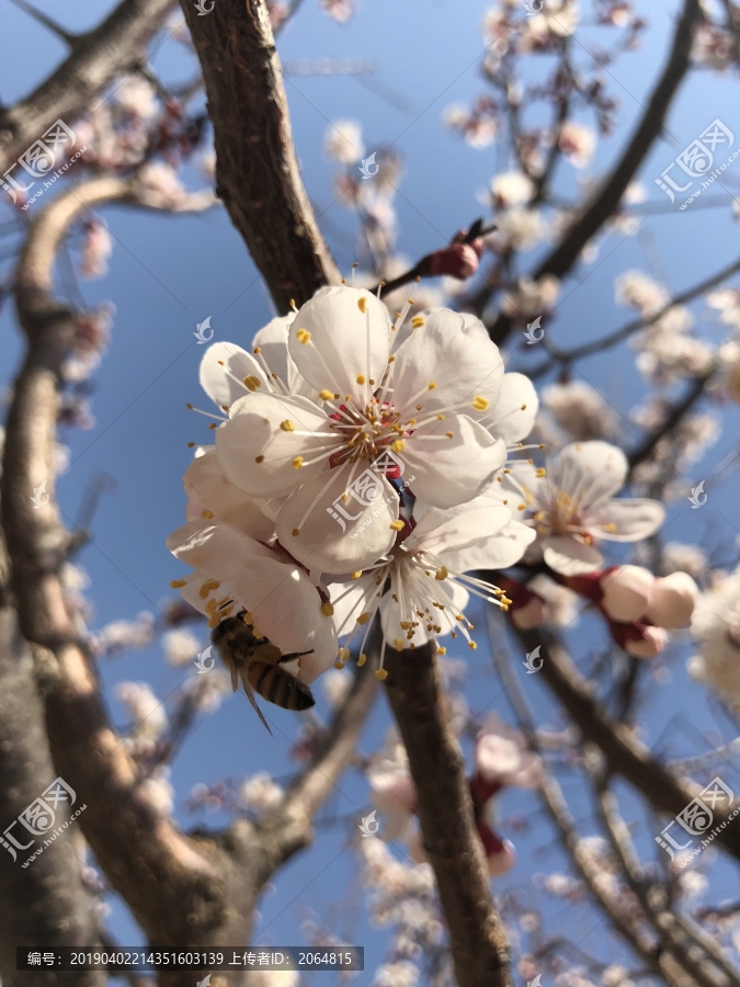 2019北京植物园桃花节