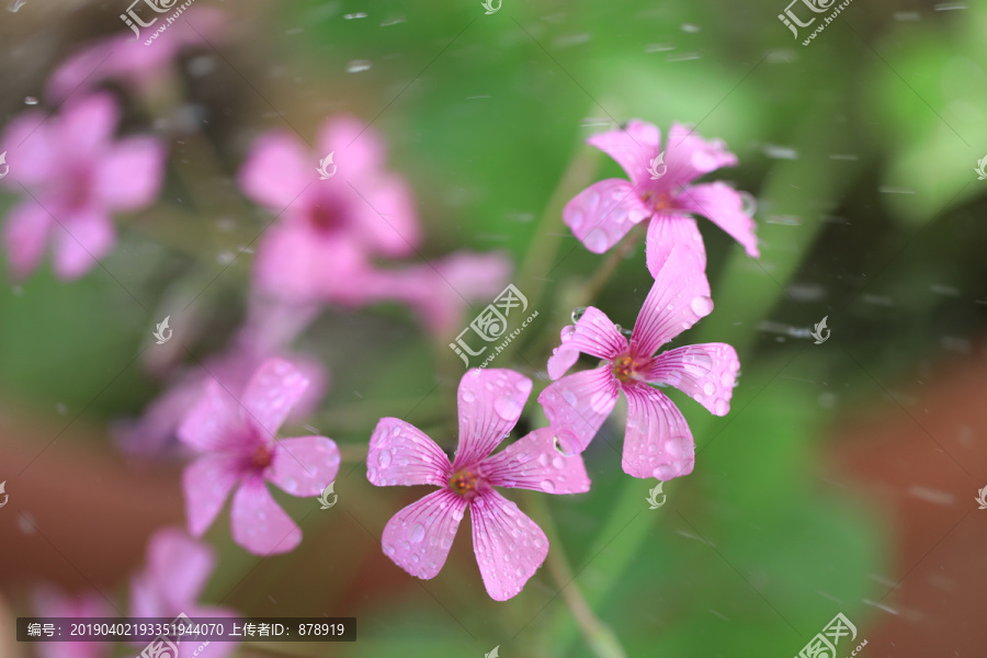 粉红色的酢浆草小花